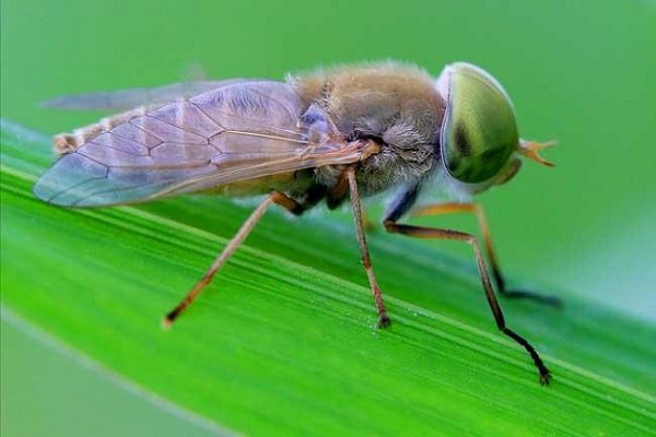 中国十大毒虫有哪些？