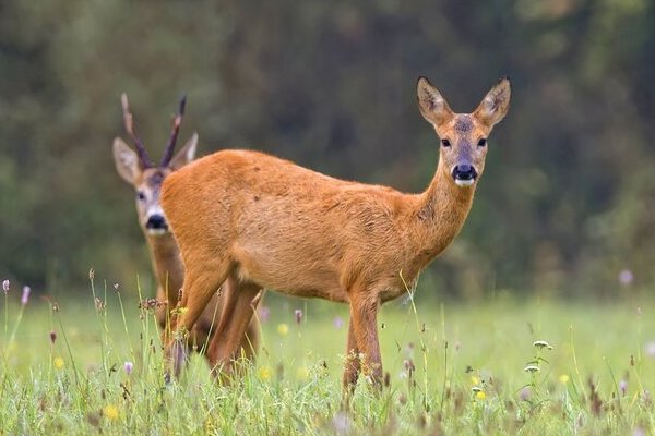 世界上最笨的动物排名