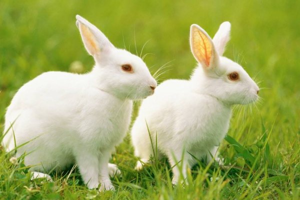 兔子吃肉是正常的吗？
