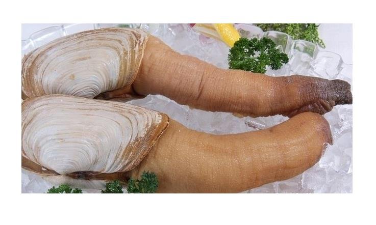 象拔蚌长什么样