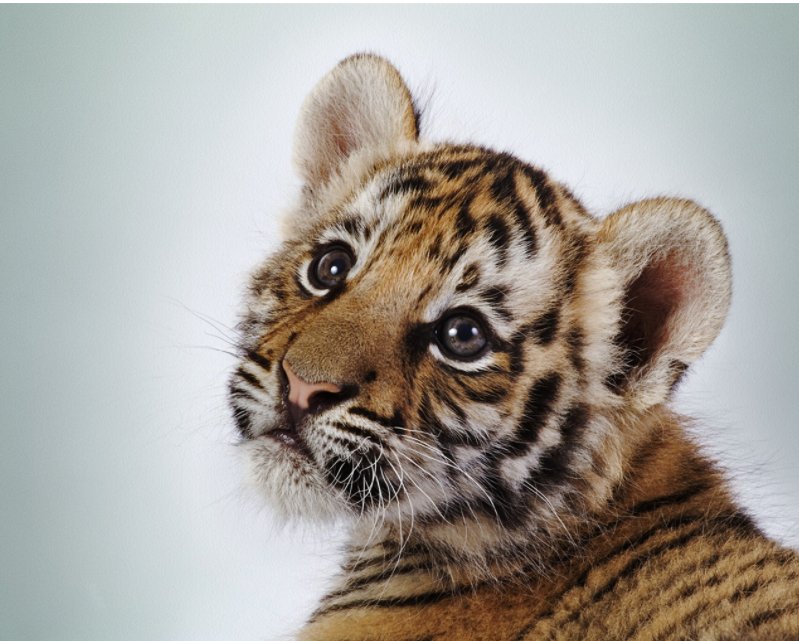 山东一虎妈妈不喂奶，动物园找狗喂虎崽，这是个什么样的场景？