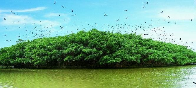 鸟的天堂写了哪些内容？