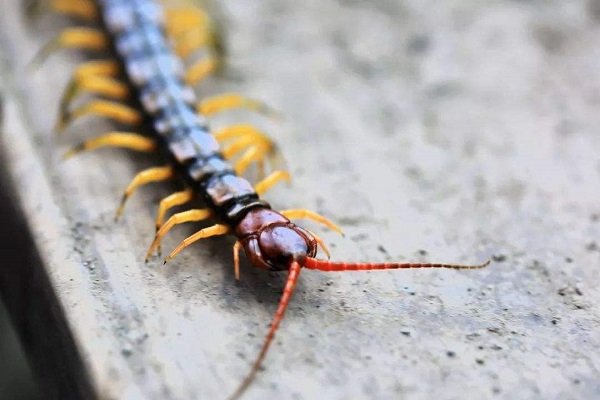 中国十大毒虫有哪些？