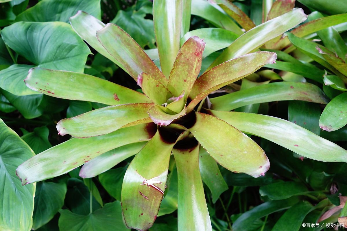 世界上生长速度最快的植物，杂交杨树每年可以生长十英尺，大家知道吗？