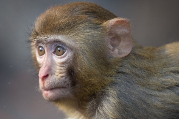 抓耳挠腮的动物打一生肖