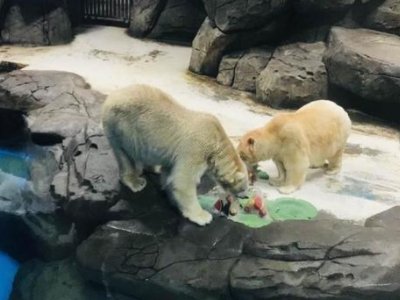 武汉北极熊端午节吃上特制的“冰粽子”，什么馅儿的粽子是它们的最爱？