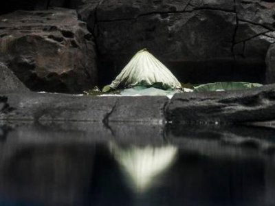 武汉北极熊端午节吃上特制的“冰粽子”，什么馅儿的粽子是它们的最爱？