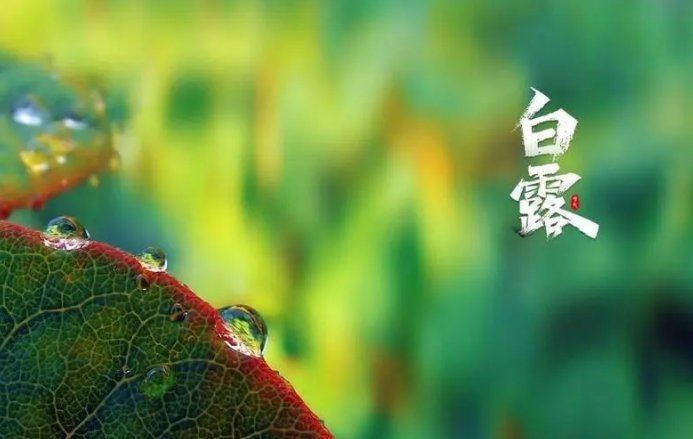 白露有什么美好的寓意