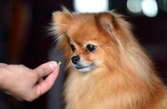 请问俊介犬多少钱一只？好养吗？