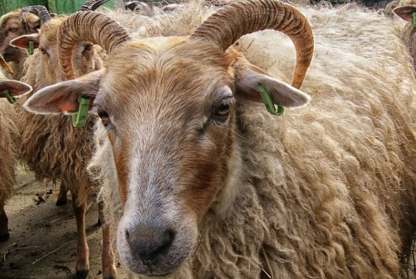 胆破心惊猜生肖