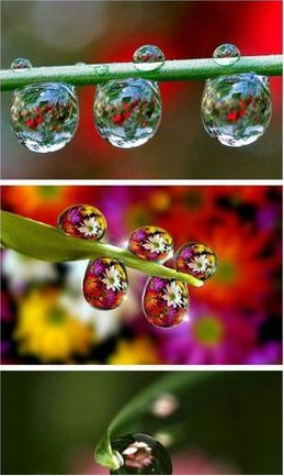 什么猫两条腿，什么猪嘴什么驴没有毛，什么书没有字什么房没有门，什么花没有叶