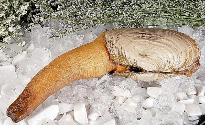 象拔蚌长什么样