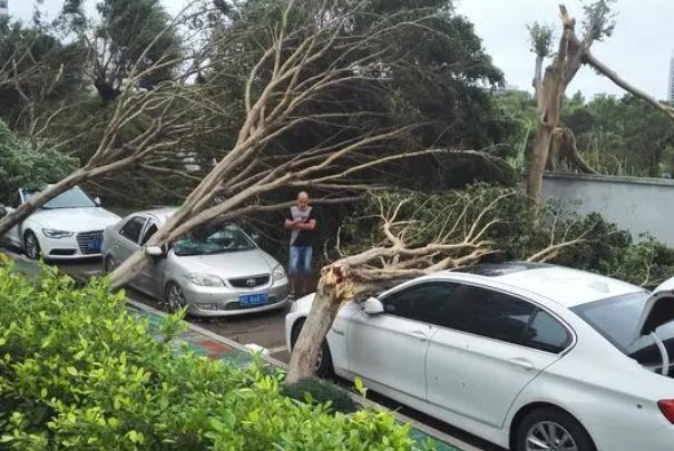 杜苏芮什么意思