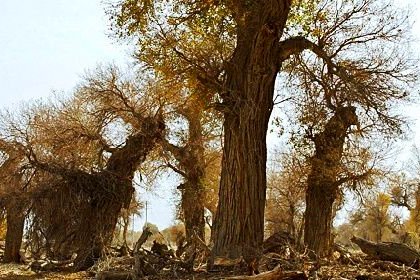 胡杨的特点是什么？