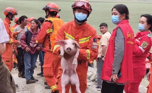 “猪坚强”泸定地震被冲下游，消防人员是如何救援的？