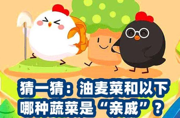 油麦菜和哪种菜是亲戚