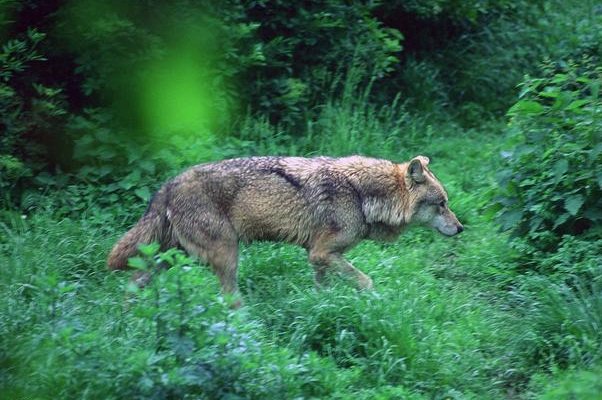 齐齐哈尔一村庄疑发现四只野狼,它会攻击人吗?