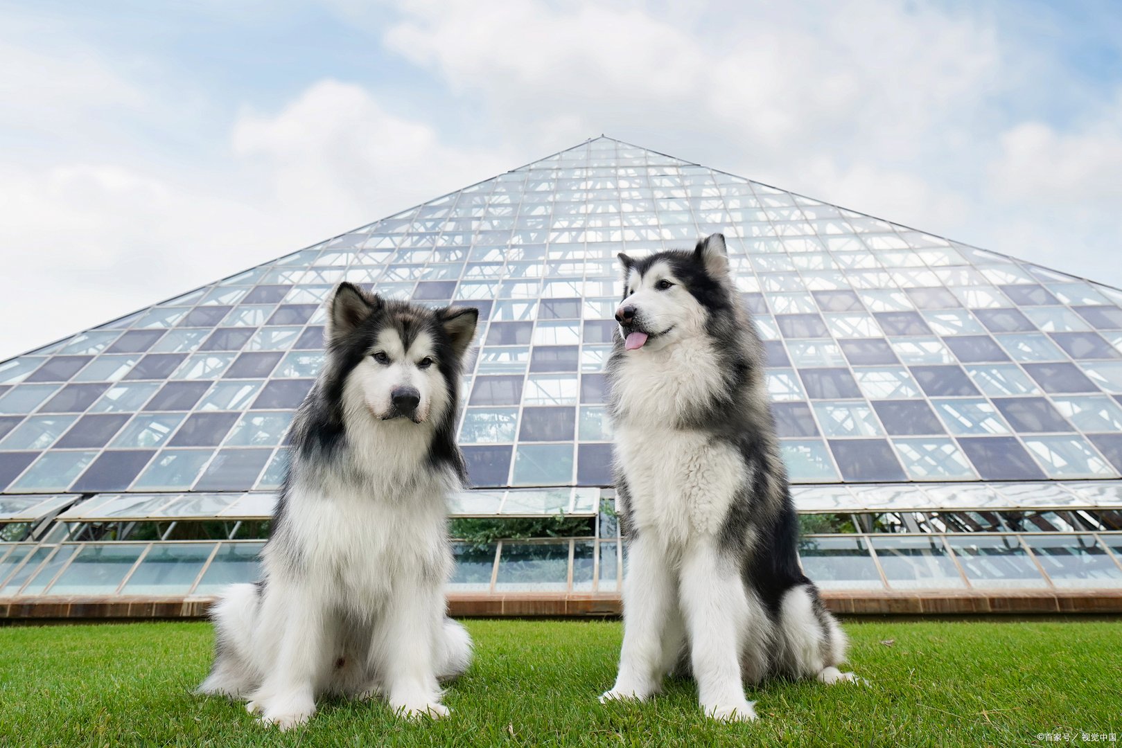 你知道阿拉斯加吃什么牌子的狗粮好吗?你能说说吗？