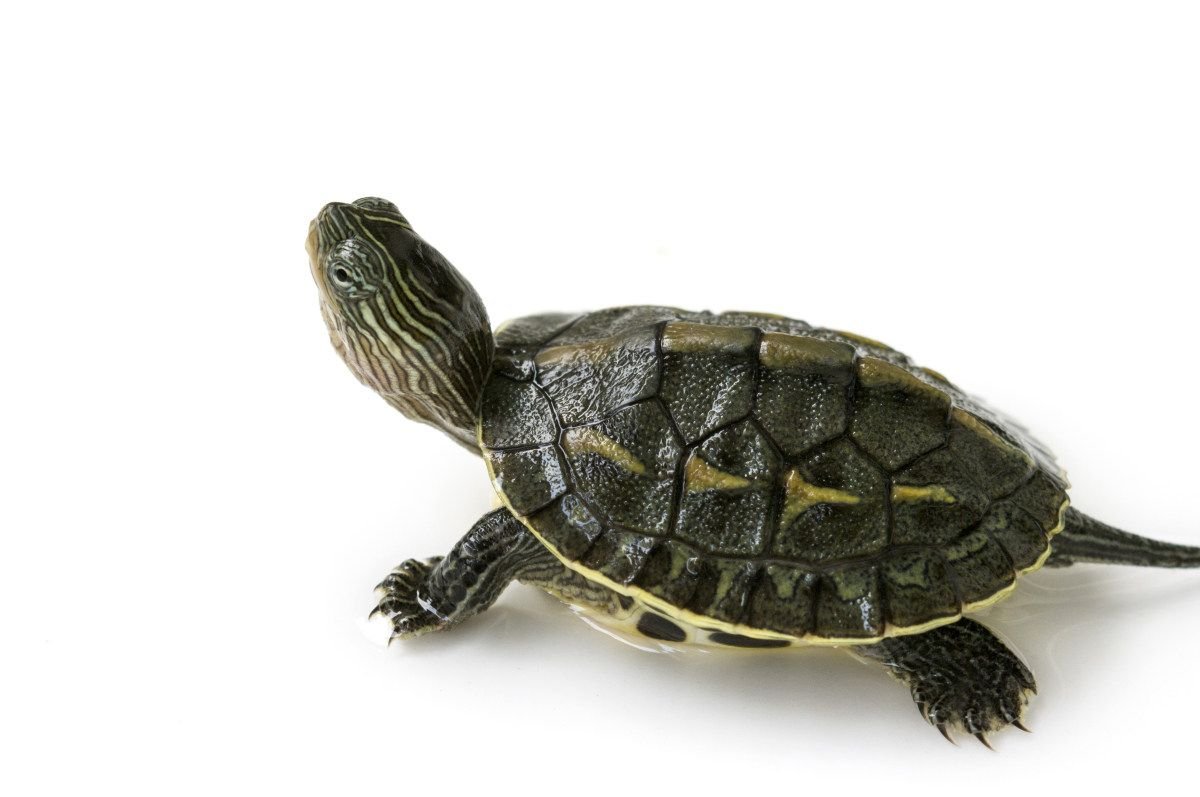 为什么乌龟没有耳朵？