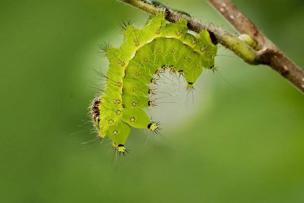 中国十大毒虫有哪些？