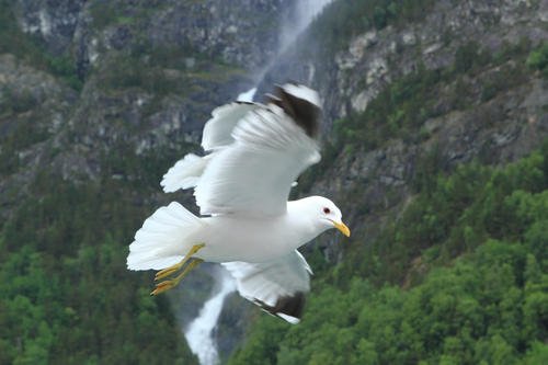挪威一只海鸥被吸入客机引擎瞬间蒸发,这只海鸥的出现是否有导致其他事故?