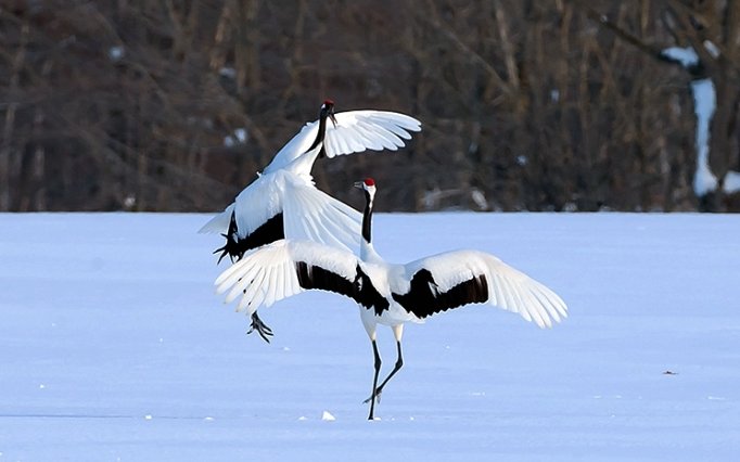 闲云野鹤是什么生肖