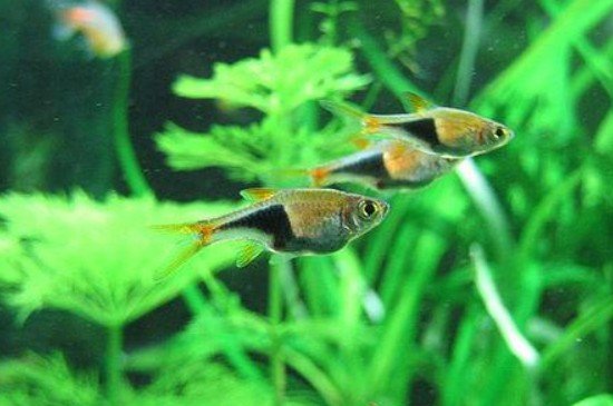 蓝三角鱼如何区分公母