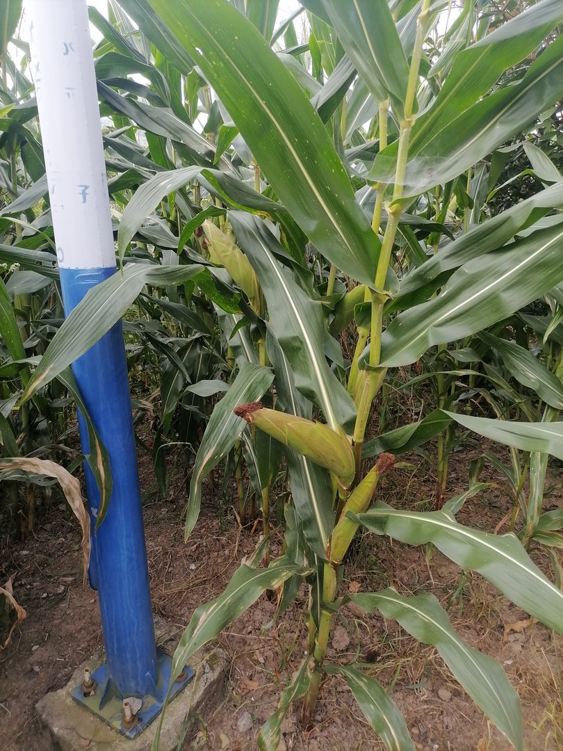 为什么男人不喜欢女人叫他老公，是不是他不爱这个女人，才不会让这个女人叫他老公？