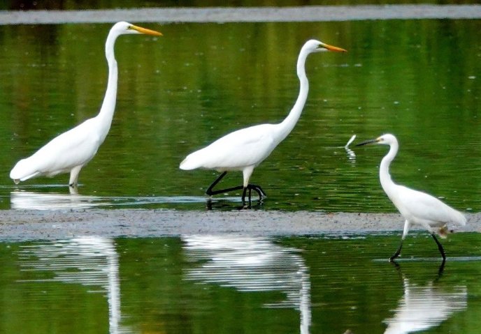 关于白鹭的资料