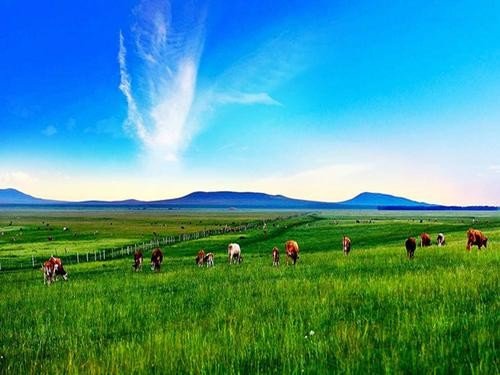 《草原》主要讲了草原什么？