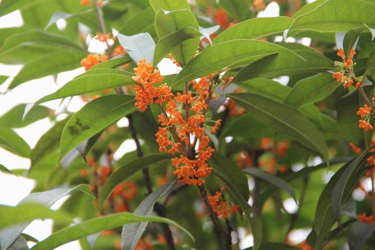 与桂有关的神话传说有哪些？