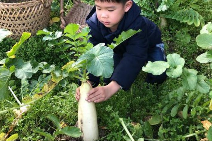 如何正确拔萝卜