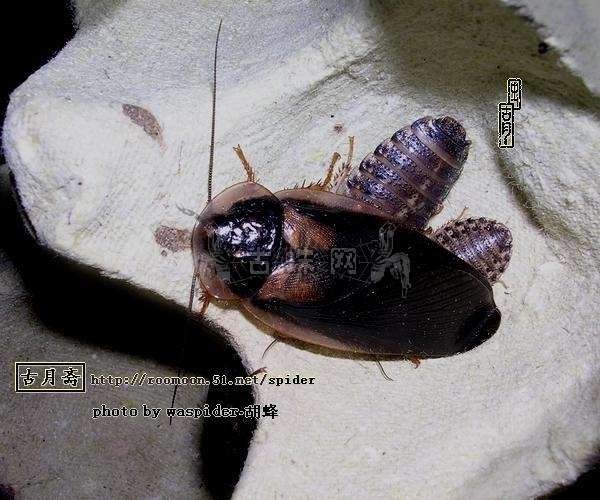 死人头蟑螂的介绍