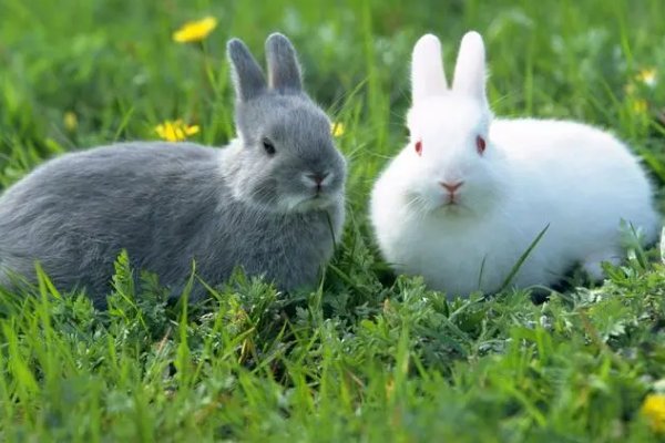 一衣带水指一生肖