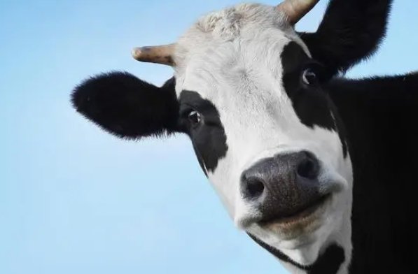 龟鹤之年什么动物