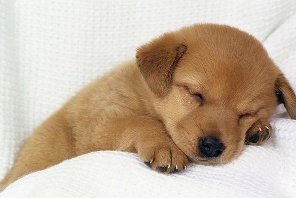 狗狗突然身上一抽一抽的是为什么？