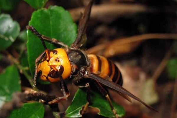 中国十大毒虫有哪些？