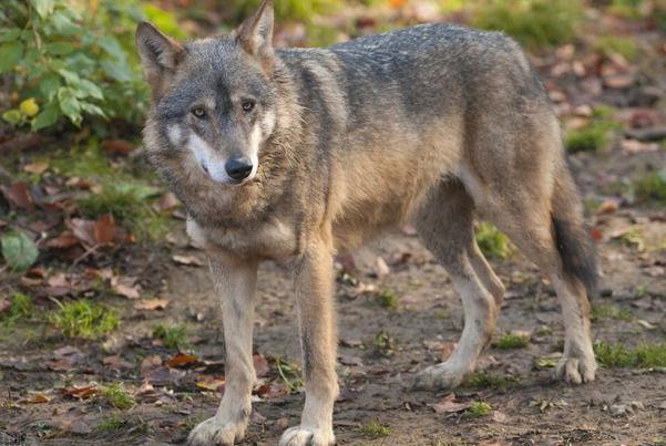 齐齐哈尔一村庄疑发现四只野狼,它会攻击人吗?
