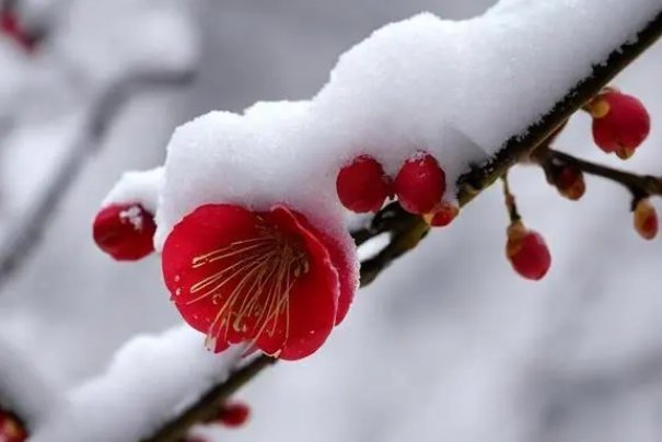 月坠花折啥意思