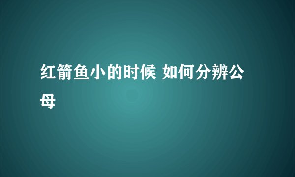 红箭鱼小的时候 如何分辨公母