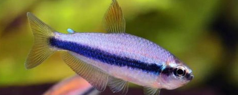 蓝三角鱼如何区分公母
