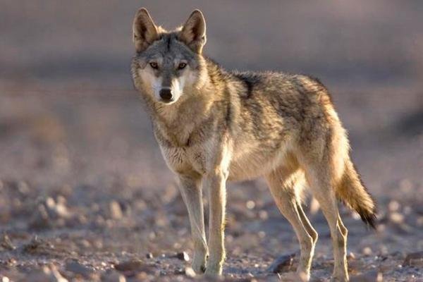 齐齐哈尔一村庄疑发现四只野狼,它会攻击人吗?