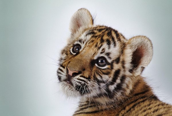 老虎扑食歇后语是什么