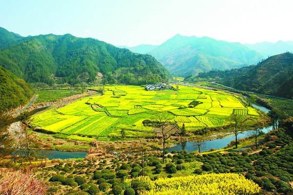 日本菜农收获巨型油菜，是普通油菜的200倍，巨型油菜的优势在哪？