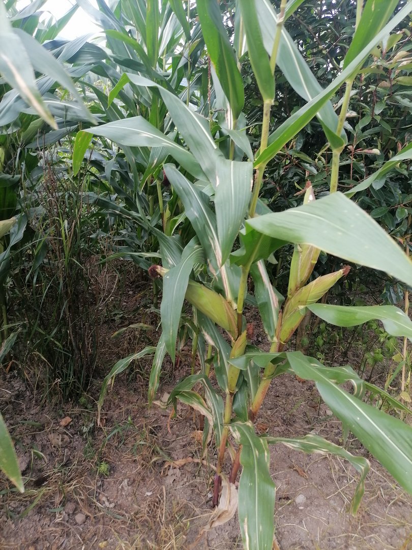 为什么男人不喜欢女人叫他老公，是不是他不爱这个女人，才不会让这个女人叫他老公？