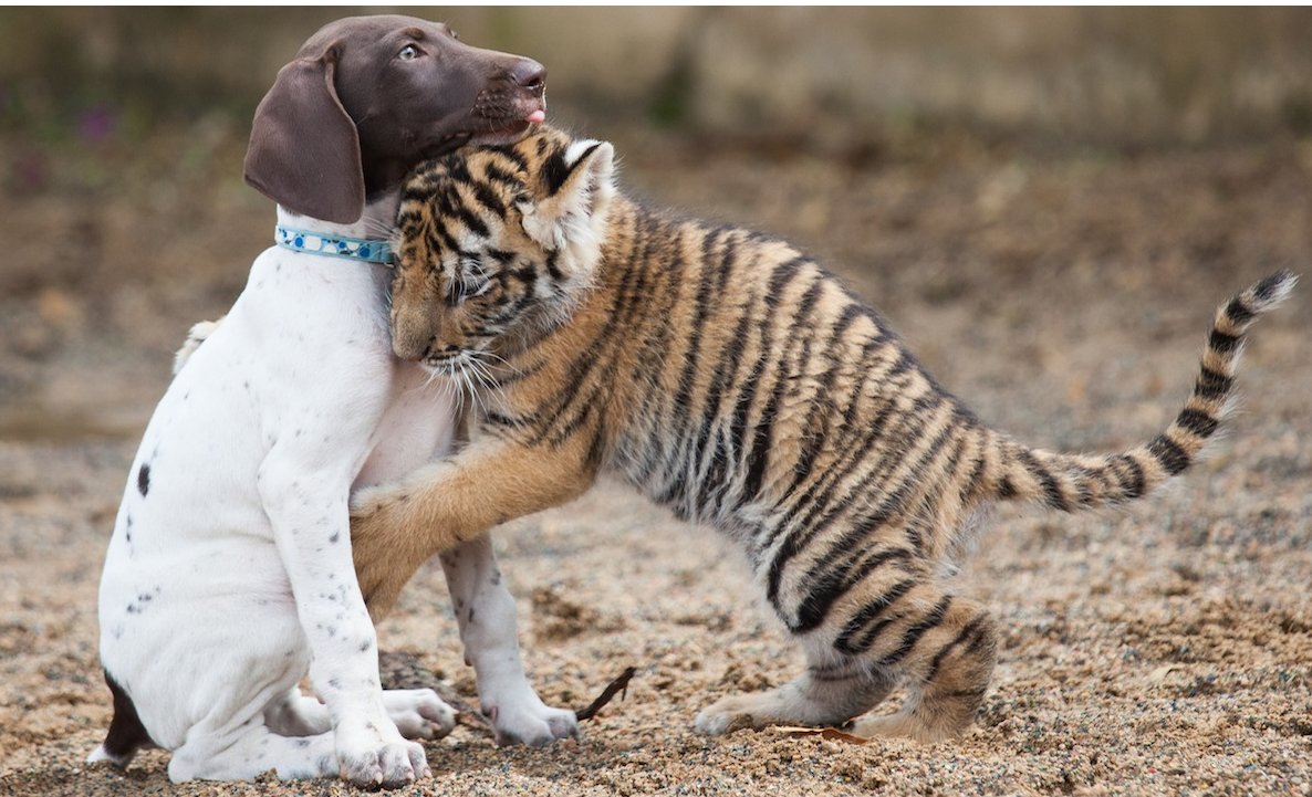 山东一虎妈妈不喂奶，动物园找狗喂虎崽，这是个什么样的场景？