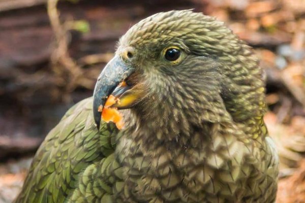 世界上最笨的动物排名