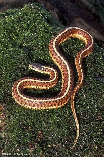 白豪之赐是什么生肖