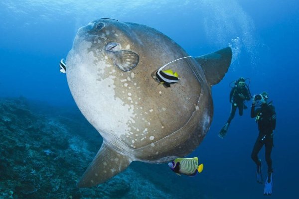 世界上最笨的动物排名