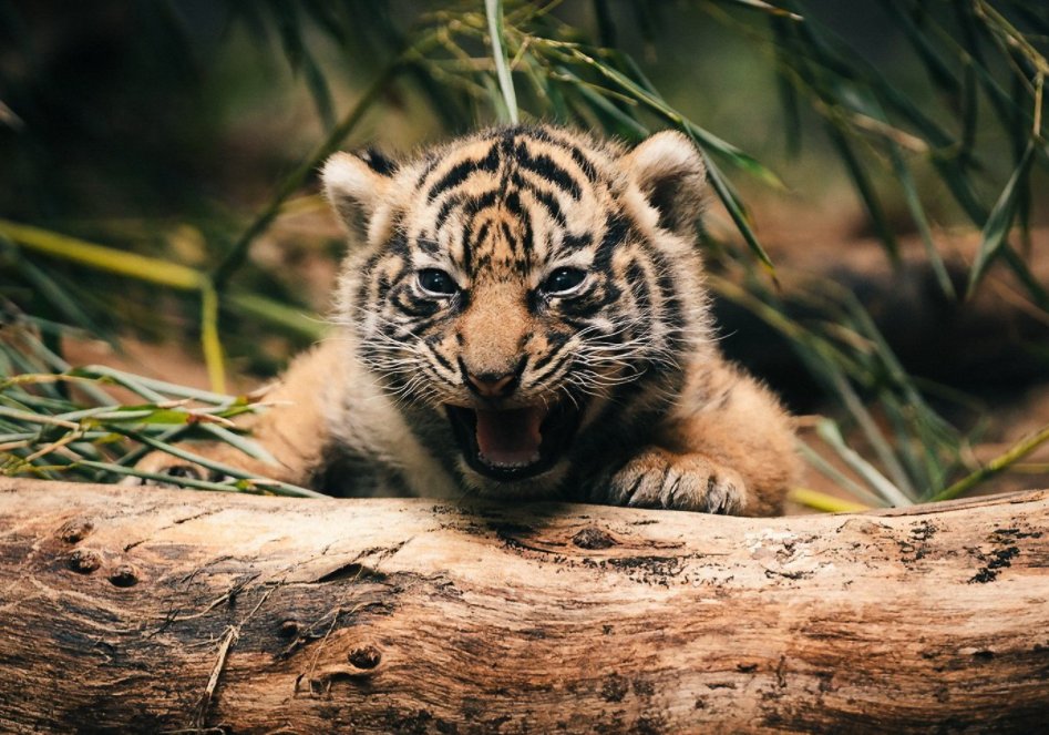 山东一虎妈妈不喂奶，动物园找狗喂虎崽，这是个什么样的场景？